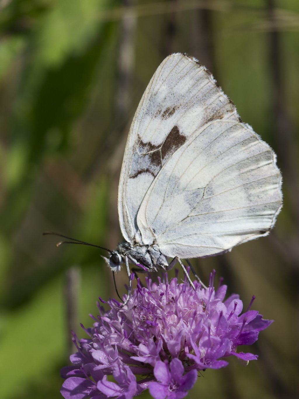 Melanargia galathea f. leocomelas